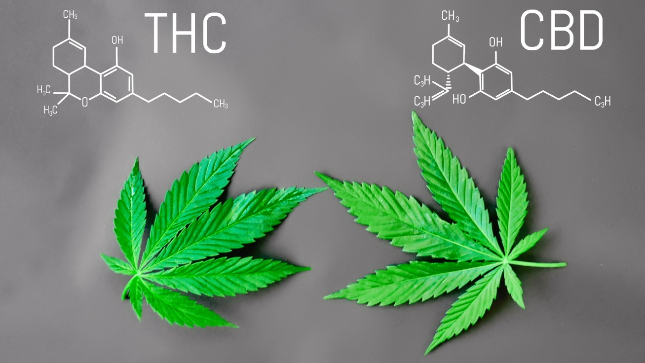 Différence entre le THC et le CBD